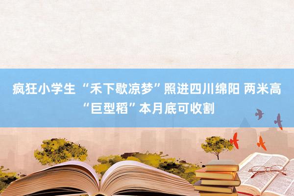 疯狂小学生 “禾下歇凉梦”照进四川绵阳 两米高“巨型稻”本月底可收割